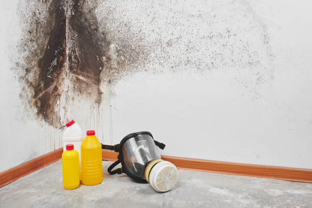 Best Post-Flood Mold Remediation in Scenic Oaks, TX