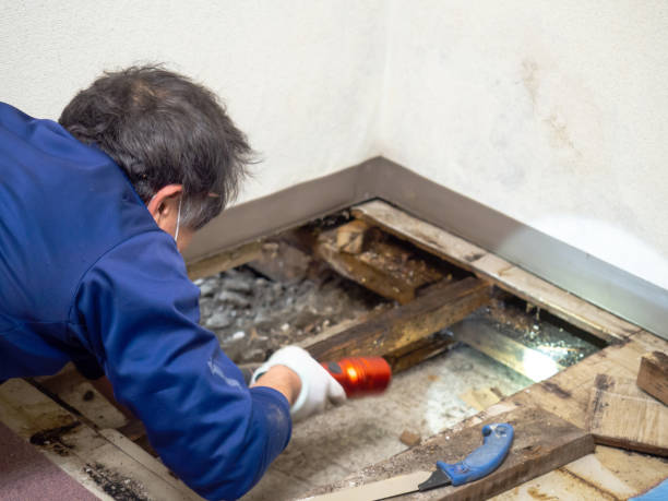Best Attic Mold Remediation in Scenic Oaks, TX