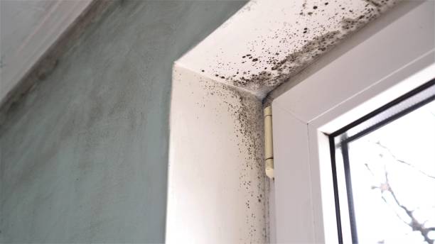 Professional Mold Remediation in Scenic Oaks, TX