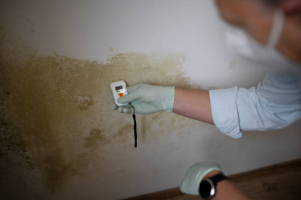 Best Emergency Mold Remediation in Scenic Oaks, TX