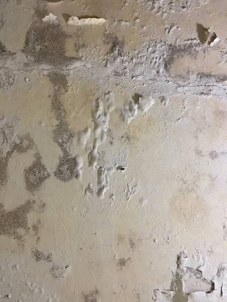 Best HVAC Mold Remediation in Scenic Oaks, TX