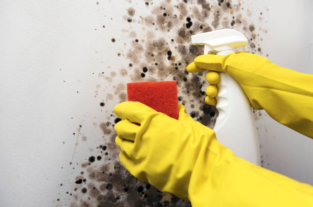 Best Industrial Mold Remediation in Scenic Oaks, TX