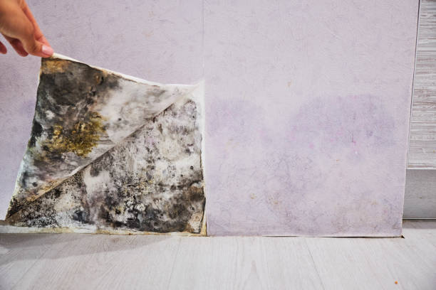 Best DIY Mold Remediation Support Services in Scenic Oaks, TX